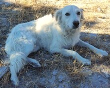 CINTA, Hund, Mischlingshund in Griechenland - Bild 2