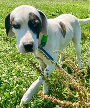 GANDHI, Hund, Mischlingshund in Rumänien - Bild 2