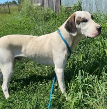 GANDHI, Hund, Mischlingshund in Rumänien - Bild 3