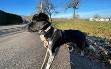 STROLCH, Hund, Jagdhund-Mix in Freiburg - Bild 5