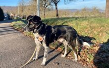 STROLCH, Hund, Jagdhund-Mix in Freiburg - Bild 6