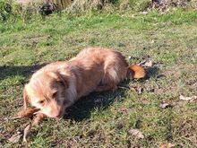 PEPE, Hund, Mischlingshund in Neunkirchen-Seelscheid - Bild 3