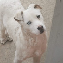 NOBIS, Hund, Mischlingshund in Rumänien - Bild 1