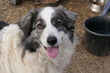 BELLA, Hund, Mischlingshund in Rumänien - Bild 1