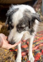 BELLA, Hund, Mischlingshund in Rumänien - Bild 2