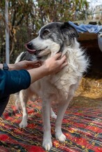 BELLA, Hund, Mischlingshund in Rumänien - Bild 3