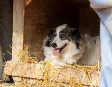 BELLA, Hund, Mischlingshund in Rumänien - Bild 4