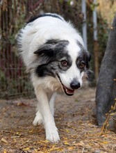 BELLA, Hund, Mischlingshund in Rumänien - Bild 5