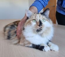 NOFRETETE, Katze, Angorakatze in Spanien - Bild 3