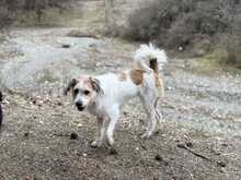 EVA, Hund, Mischlingshund in Griechenland - Bild 2