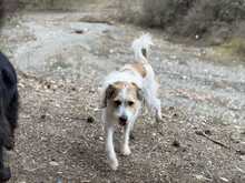 EVA, Hund, Mischlingshund in Griechenland - Bild 3