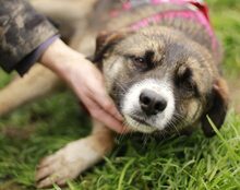 BONANZA, Hund, Mischlingshund in Bocholt - Bild 2