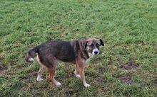 BONANZA, Hund, Mischlingshund in Bocholt - Bild 6