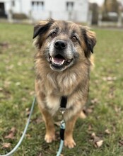 FLUFFY, Hund, Mischlingshund in Halle - Bild 3