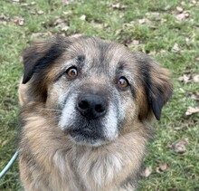 FLUFFY, Hund, Mischlingshund in Halle - Bild 4