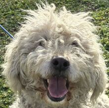 PEARL, Hund, Puli-Komondor-Mix in Ungarn - Bild 1