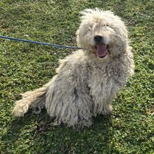 PEARL, Hund, Puli-Komondor-Mix in Ungarn - Bild 2