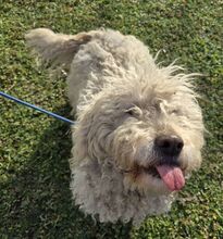 PEARL, Hund, Puli-Komondor-Mix in Ungarn - Bild 3