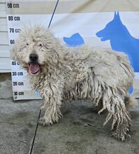 PEARL, Hund, Puli-Komondor-Mix in Ungarn - Bild 4