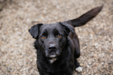 LEVIAN, Hund, Mischlingshund in Kroatien - Bild 3