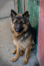 MONTY, Hund, Deutscher Schäferhund-Mix in Kroatien - Bild 1