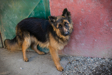 MONTY, Hund, Deutscher Schäferhund-Mix in Kroatien - Bild 2