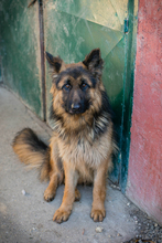 MONTY, Hund, Deutscher Schäferhund-Mix in Kroatien - Bild 3