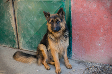 MONTY, Hund, Deutscher Schäferhund-Mix in Kroatien - Bild 4