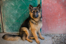 MONTY, Hund, Deutscher Schäferhund-Mix in Kroatien - Bild 5