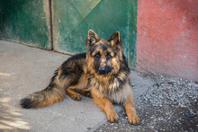 MONTY, Hund, Deutscher Schäferhund-Mix in Kroatien - Bild 7