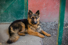 MONTY, Hund, Deutscher Schäferhund-Mix in Kroatien - Bild 8