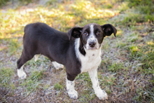 MOLLY, Hund, Mischlingshund in Kroatien - Bild 2