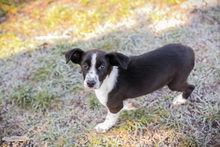 MOLLY, Hund, Mischlingshund in Kroatien - Bild 3