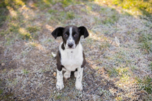 MOLLY, Hund, Mischlingshund in Kroatien - Bild 4