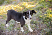 MOLLY, Hund, Mischlingshund in Kroatien - Bild 5