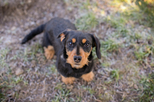 MATHILDE, Hund, Mischlingshund in Kroatien - Bild 1