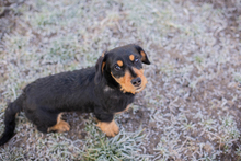 MATHILDE, Hund, Mischlingshund in Kroatien - Bild 2