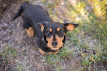 MATHILDE, Hund, Mischlingshund in Kroatien - Bild 3