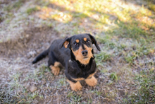 MATHILDE, Hund, Mischlingshund in Kroatien - Bild 4