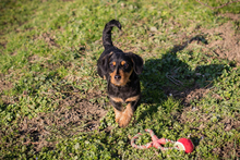 MATHILDE, Hund, Mischlingshund in Kroatien - Bild 5