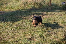 MATHILDE, Hund, Mischlingshund in Kroatien - Bild 6