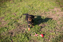 MATHILDE, Hund, Mischlingshund in Kroatien - Bild 7