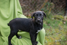 CHIPNR235885, Hund, Affenpinscher in Kroatien - Bild 1