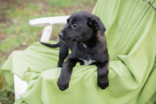 CHIPNR235885, Hund, Affenpinscher in Kroatien - Bild 3