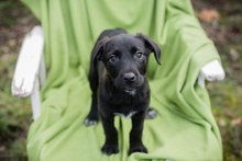 CHIPNR235885, Hund, Affenpinscher in Kroatien - Bild 5