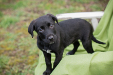 CHIPNR235885, Hund, Affenpinscher in Kroatien - Bild 6