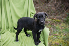 CHIPNR235885, Hund, Affenpinscher in Kroatien - Bild 7