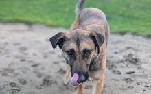 TARJA, Hund, Malinois-Deutscher Schäferhund-Mix in Gelsenkirchen - Bild 1