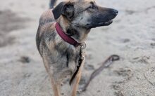 TARJA, Hund, Malinois-Deutscher Schäferhund-Mix in Gelsenkirchen - Bild 2