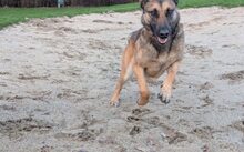 TARJA, Hund, Malinois-Deutscher Schäferhund-Mix in Gelsenkirchen - Bild 3